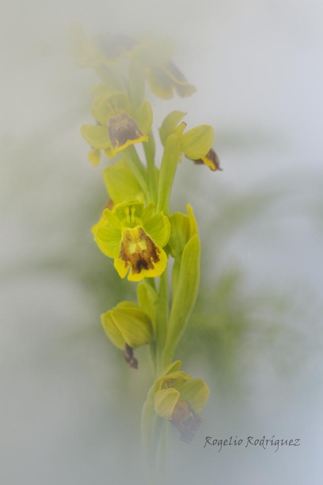 Imagen 39 de la galería de Orquideas